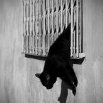 Cat escape