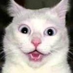 Cat reentry