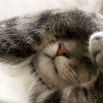 cat hiding