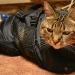 cat in bag