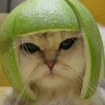 cat serious