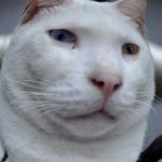cat testing