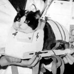 cats in Space
