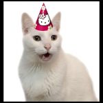 celebrate cat