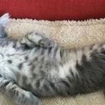relaxing cat