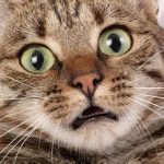 scared cat