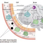 BrainNPsgo