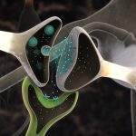 Tripatitite Synapses