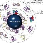 Nano Particles Are Protein Coronas – Educate Yourself