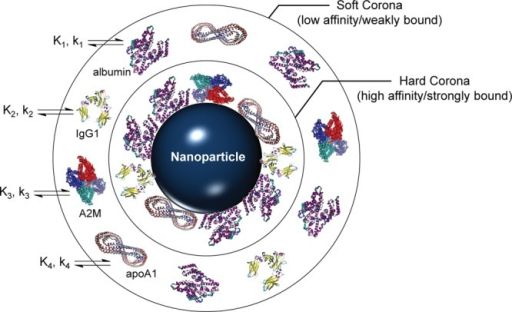 Nano Particles Are Protein Coronas – Educate Yourself